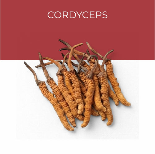 Cordyceps Extract