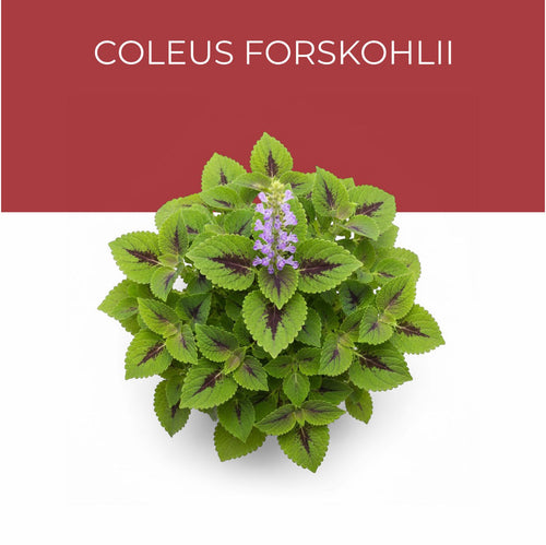 Coleus Forskohlii Extract