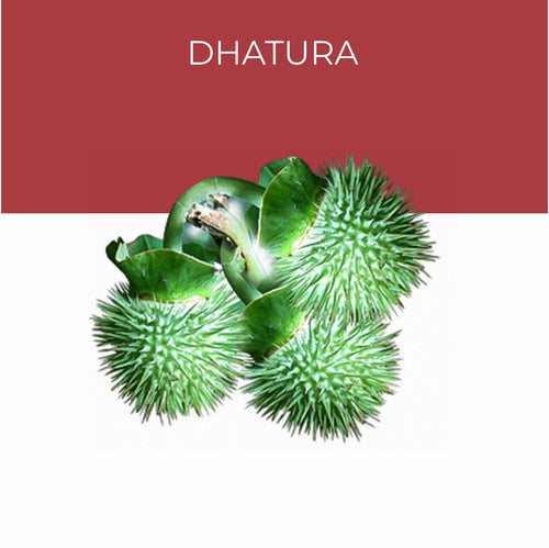 Dhatura
