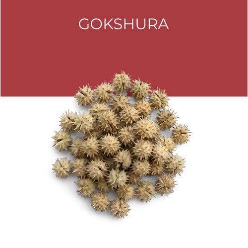 Gokshura Extract