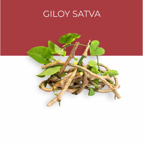 Giloy Satva