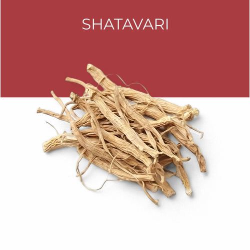 Shatavari Extract